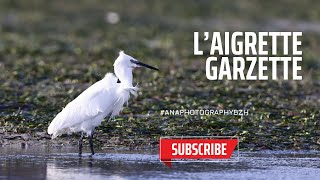 L’Aigrette Garzette  Nature 4K  Video 2024 [upl. by Clarke]