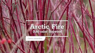 30 Seconds with Arctic Fire® Red Twig Dogwood [upl. by Yeblehs]