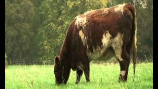 Glenarm Estate Shorthorn Beef [upl. by Os]