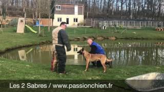 Malinois Jack des 2 Sabres entraînement mondioring [upl. by Nnaoj]