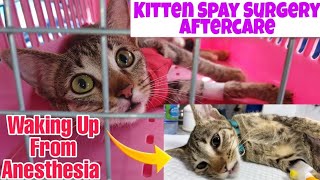 Cat Spayed Aftercare Unconscious Kitten with Anesthesia [upl. by Ayle]