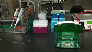 Introduction to Polyacrylamide gel electrophoresis PAGE for Oligonucleotides [upl. by Aicissej]