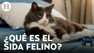 ¡Cuida la salud de tu gato Sida felino y leucemia enfermedades silenciosas de esta especie [upl. by Pasco873]