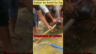 Impaction of rumen l dr umar khan [upl. by Cornelius]