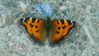 nymphalis xanthomelas 2  butterflies of Greece [upl. by Shum70]