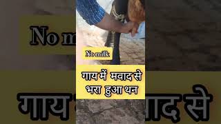 Chronic Mastitis  गाय में मवाद से भरा हुआ थन  treatment shortsviral ytshorts trending vet [upl. by Hyps]