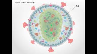 Acute HIV Infection [upl. by Elinet]