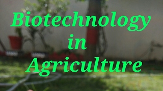 Biotechnology in Agriculture Importance amp Scope [upl. by Ahtelat]