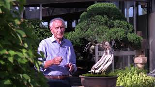 ArtGrandTour  Il museo del Bonsai [upl. by Lesig645]