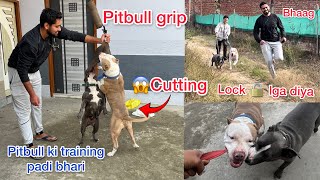 Pitbull grip practice on spring pitbull dog training RitikDogKennel177 [upl. by Ethban]