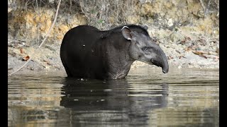 Tapiro sulla Transpantaneira e nuotando nel fiume  Brazilian tapir [upl. by Okihsoy412]