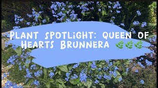 Plant Spotlight Queen of Hearts Brunnera  Friday Shoutout series 🌿🌿🌿 [upl. by Sibel808]