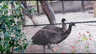 The Second Largest Living Bird Emu in Nepal  r2Animal [upl. by Legna]