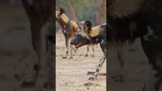 ¡Perros salvajes vs Hiena perrossalvajes vs hienas animalessalvajes [upl. by Borras]