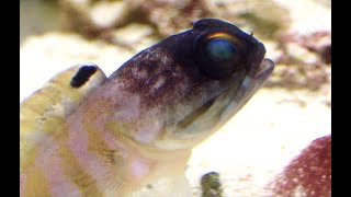 ゴールドスペックジョーフィッシュ Goldspecs jawfish Opistognathus randalli [upl. by Atilam278]