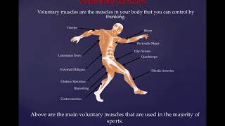 Year 8  Sports Science  Muscles  Antagonistic Pairs [upl. by Lanny]