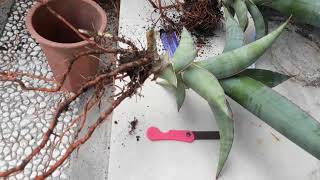 sansevieria rare repotting plants [upl. by Htidirem586]