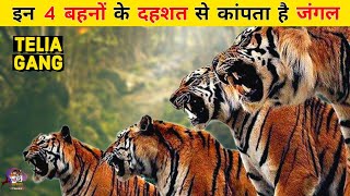 जब 4 Tiger बहने के डर से कांप गया पूरा जंगल । Tigeress Blood Documentry Hindi  Tadoba [upl. by Ardnikat]