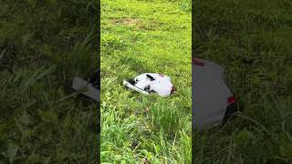 New robot mower is a beast mammotiontechmammotion luba2 lawnmower lawncare [upl. by Airliah]