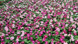 Caring for Annual Vinca [upl. by Amalee]