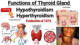 Functions of Thyroid hormone  Thyroid gland  Hypothyroidism  Hyperthyroidism [upl. by Alad149]