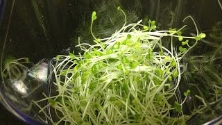 How To Grow Microgreens for Beginners amp Ways to Prevent Mold [upl. by Gilman]