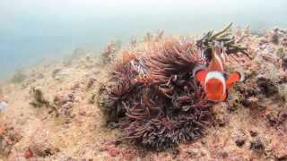 Aggressive Clownfish defending its nest [upl. by Jarvis]