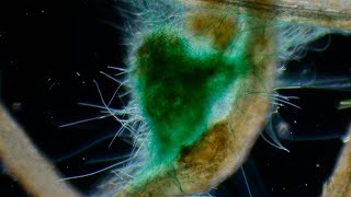 Cyanobacteria [upl. by Arturo114]