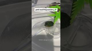 yeni evcil hayvanım🐢💚 sukaplumbağası [upl. by Arob711]