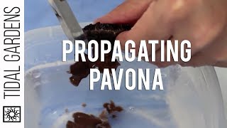 SPS Propagation  Pavona [upl. by Josefina]