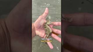 Male Seahorse Gives Birth [upl. by Bigot17]