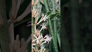 Sansevieria Cylindrica bloom [upl. by Suiremed]