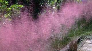 Muhlenbergia capillaris 002 [upl. by Enirahtac100]