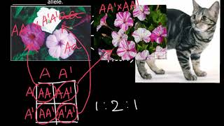 Manx cats genetics 21 phenotypic ratio explained [upl. by Annas]