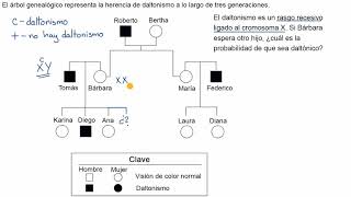 Árbol genealógico para determinar la probabilidad de presentar un rasgo recesivo ligado al sexo [upl. by Bottali]