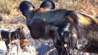 Pack of African Wild Dogs Return From the Hunt to Feed Pups [upl. by Mailli]