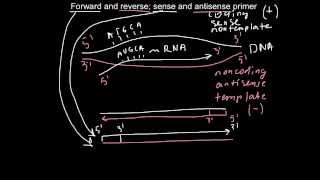 Forward and reverse sense and antisense primers [upl. by Airolg824]