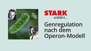 Genregulation nach dem OperonModell  STARK erklärt [upl. by Caruso203]