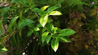 how to grow  plant amp care for LIGUSTRUM JAPONICUM  Waxleaf privet  Japanese privet  PLANT [upl. by Dustie]