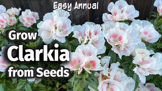 How to Grow Clarkia or Godetia from seed 🌸  An Easy Annual Flower [upl. by Latsryc]