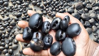 Shaligram smaller and powerful shaligram shila sarojdas shaligramcollection [upl. by Galatea]