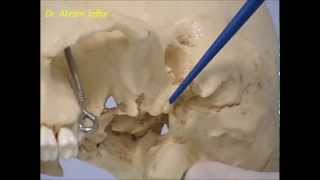 Osteology of the skull 4 Lateral View [upl. by Lemmuela]