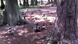 Ducks Mating Forcibly [upl. by Htrahddis]