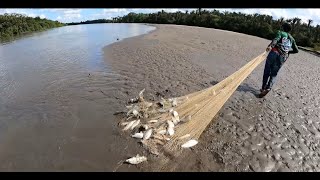 Pesca descomunal de coporo con tarraya visitamos las bocas de el río Casanare [upl. by Jemima288]