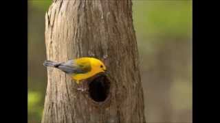 Yellow Warbler Song [upl. by Yoral395]