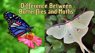 Differences Between Butterflies and Moths  Are Moths and Butterflies the same [upl. by Conchita]