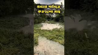 বন্যার পানিতে কতগুলো মাছ ভেসে যাচ্ছে 😱 [upl. by Skelly598]