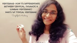 VERTEBRAE  PARTS amp DIFFERENTIATION  ANATOMY  SIMPLIFIED ✔ [upl. by Daryle818]