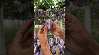 Natural landscape akebia fruit farm 2024 fruit harvest satisfying shorts [upl. by Ahseikram]