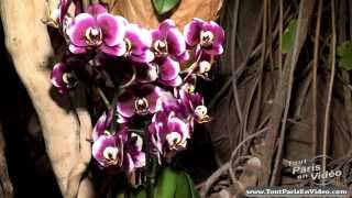 Paris Exposition Mille et une Orchidées Jardin des Plantes Full HD [upl. by Ennailuj]